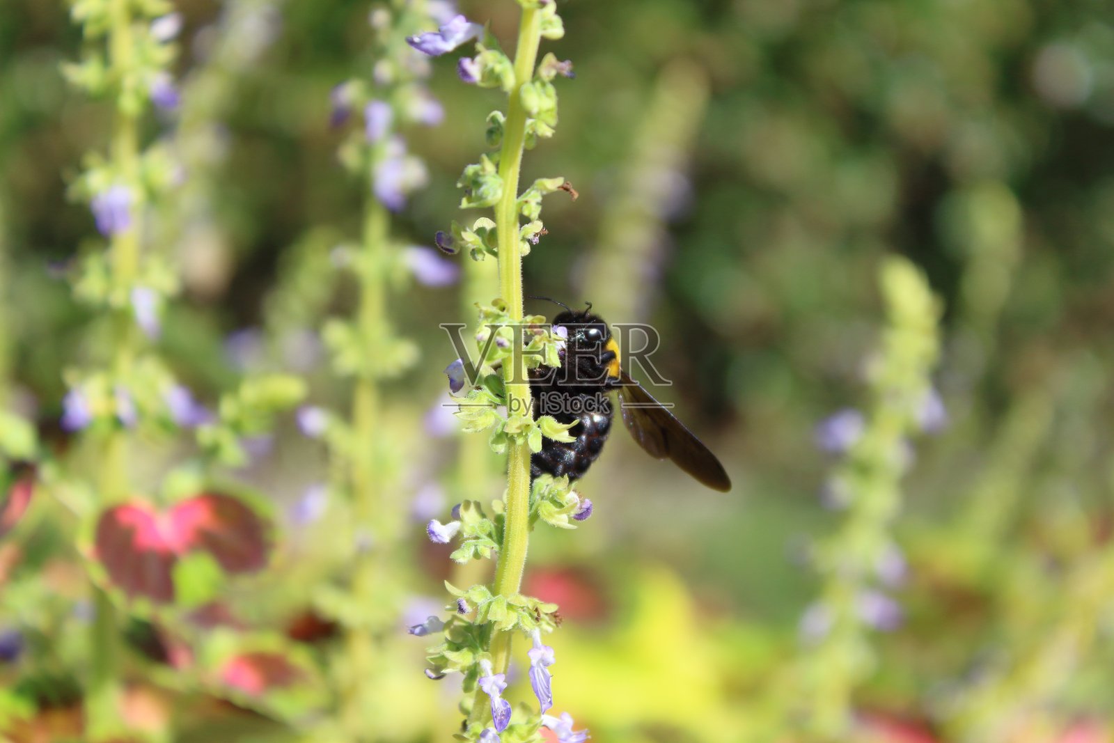 彩叶草与木匠蜂的合作照片摄影图片
