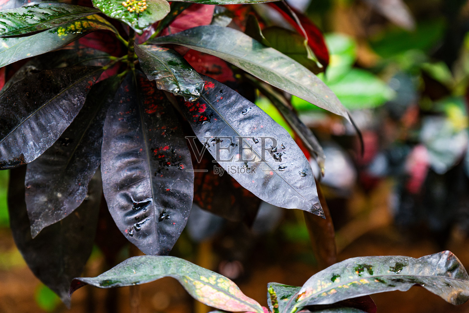 热带植物的特写，展示了独特的叶子图案和质地，生机勃勃的植物园中景象。照片摄影图片