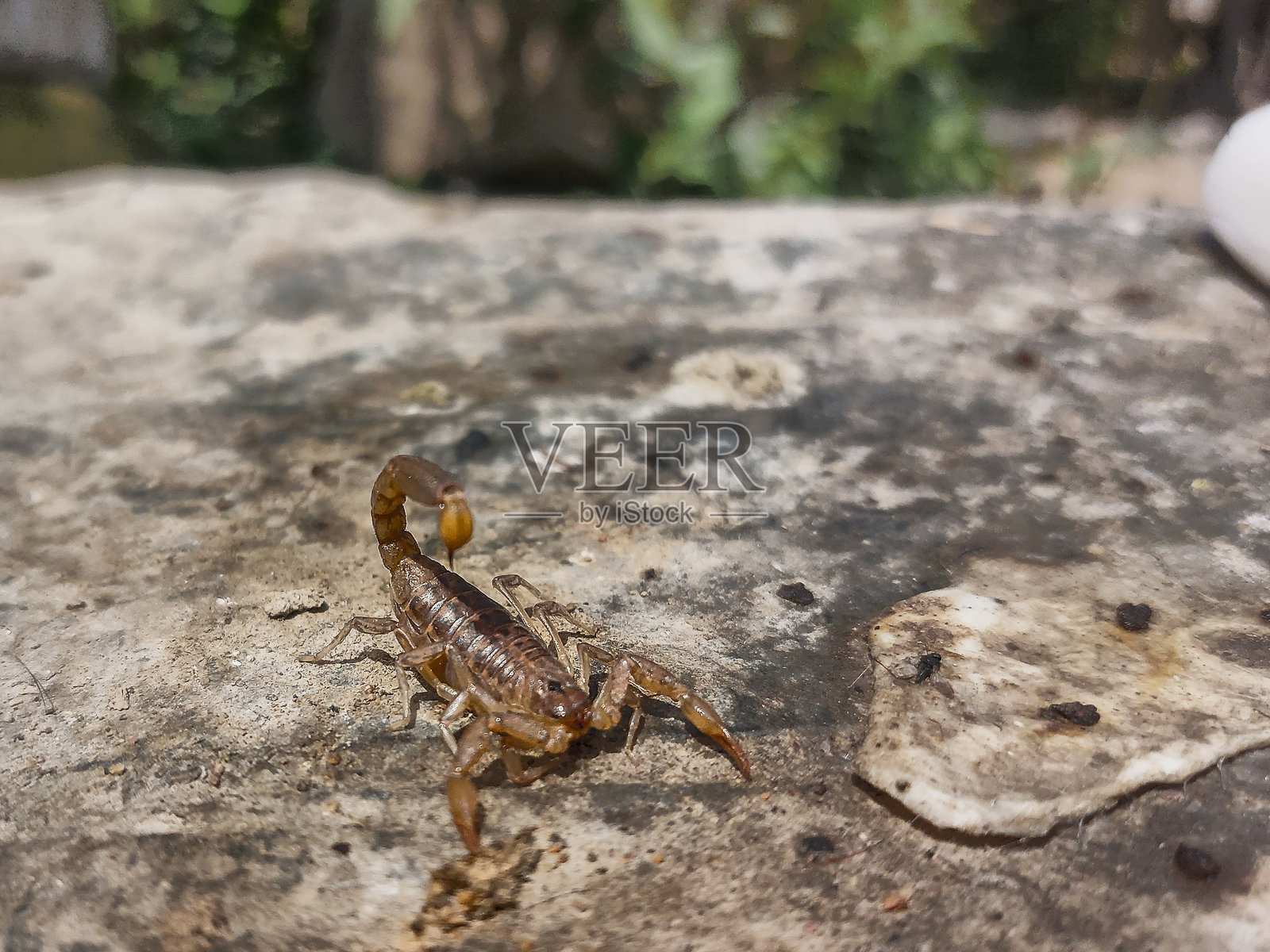蜘蝎栖息在岩石上，尾部带刺照片摄影图片