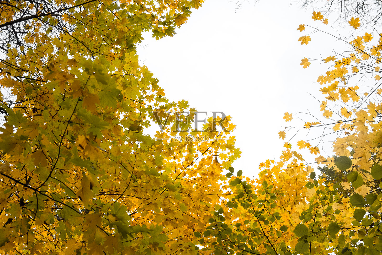 黄色枫树与天空背景。照片摄影图片