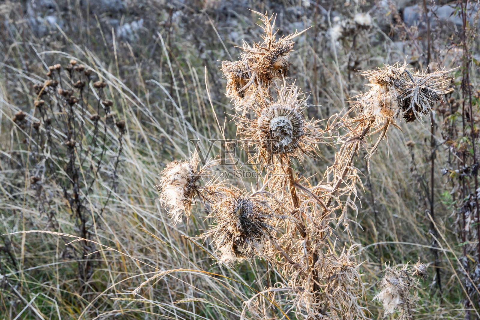 干燥的刺蓟照片摄影图片