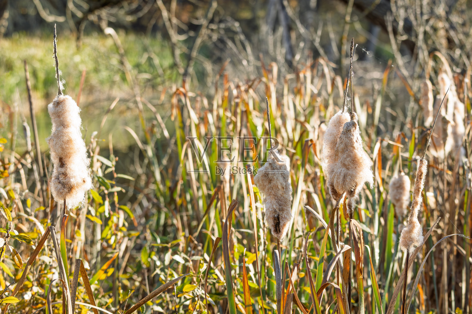 湿地中蓬松的香蒲特写。细致地展示了成熟的香蒲在芦苇丛中高高挺立，突显其在晚秋自然湿地环境中的精致结构。照片摄影图片