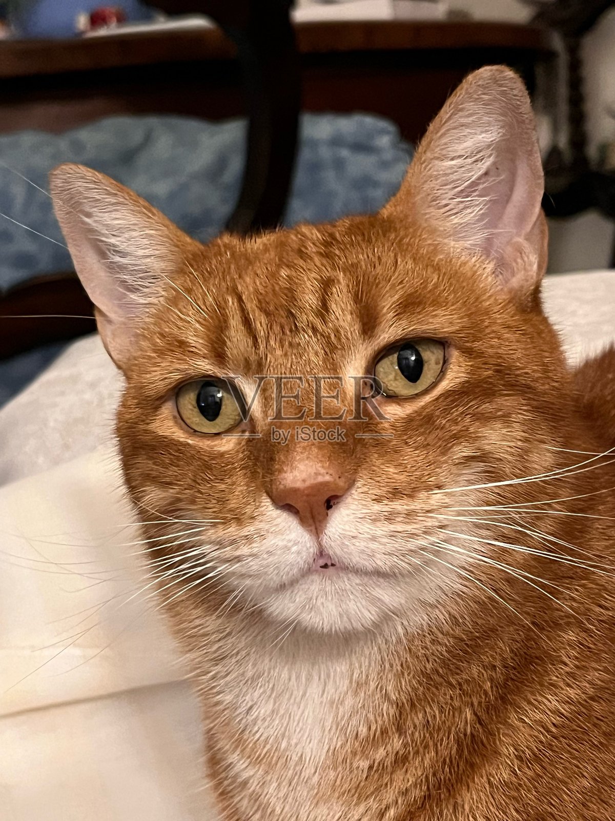 杰克，我美丽的红猫照片摄影图片