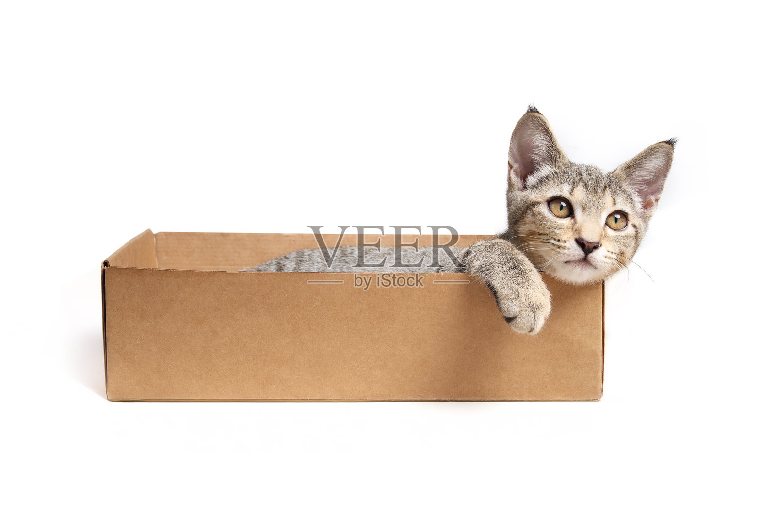 孤独的小猫在纸箱里看着镜头。照片摄影图片