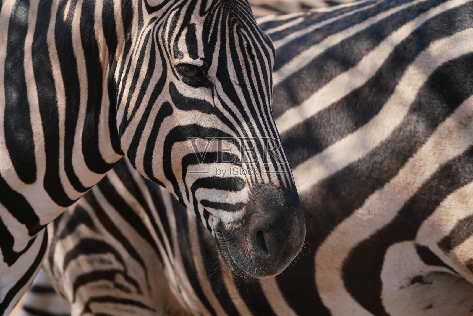 斑马照片摄影图片