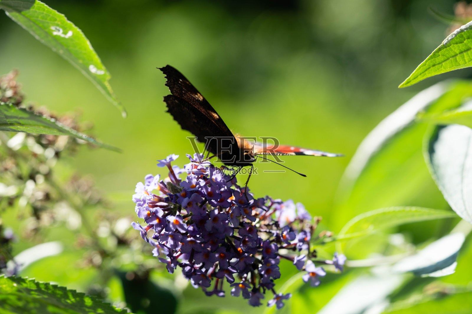 蝴蝶灌木照片摄影图片