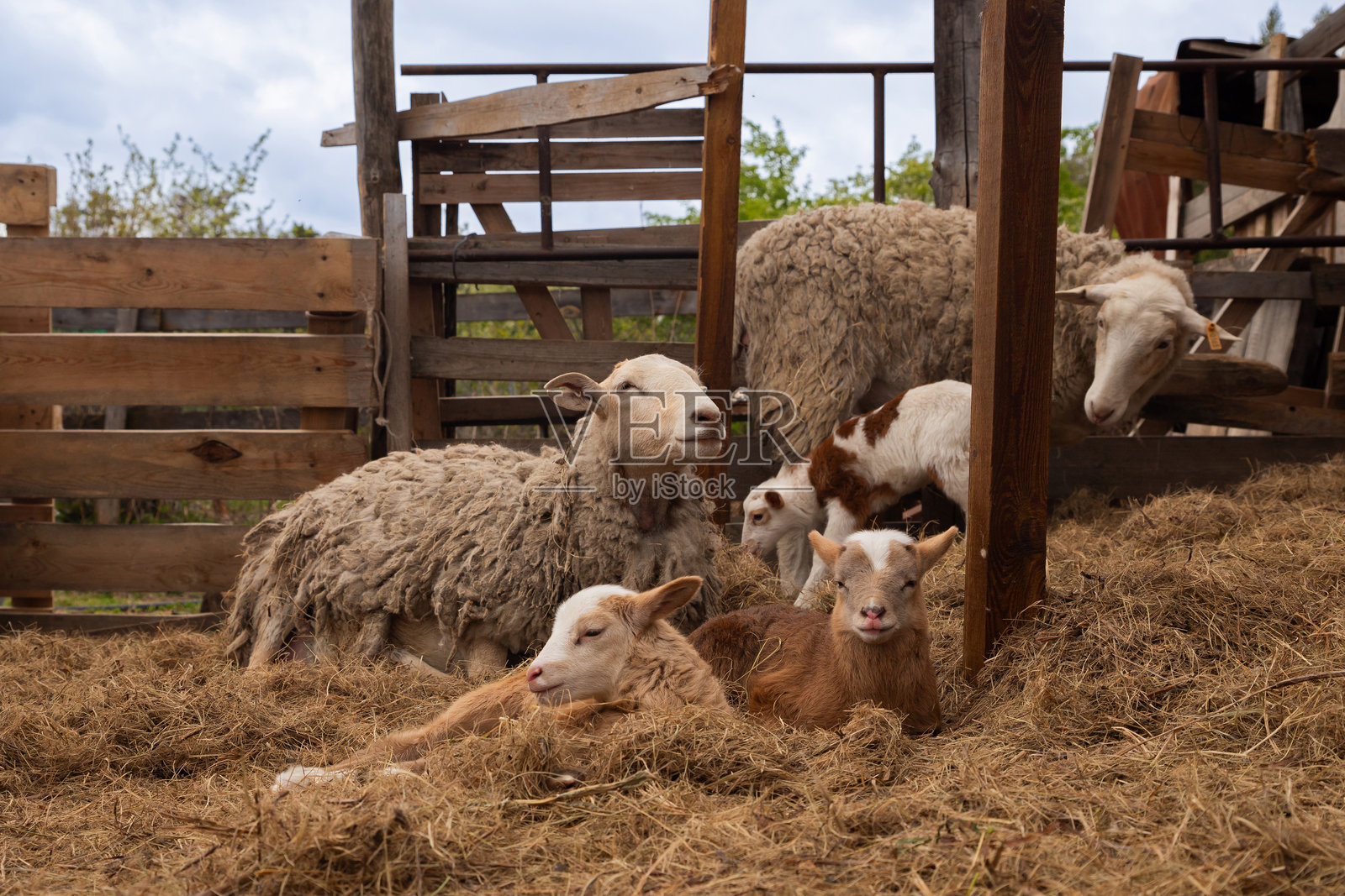一群可爱的羔羊在有机农场的草地上放松，躺在干草上。自由放养的卡图姆斯基或卡图马斯羊。照片摄影图片