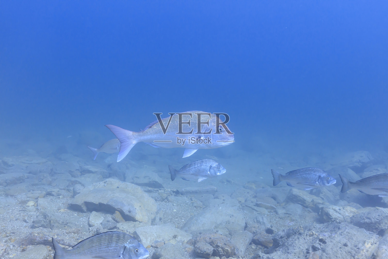 陸奥湾的海洋生物：红鲷鱼、黑鲷、彩虹鱼、海胆照片摄影图片