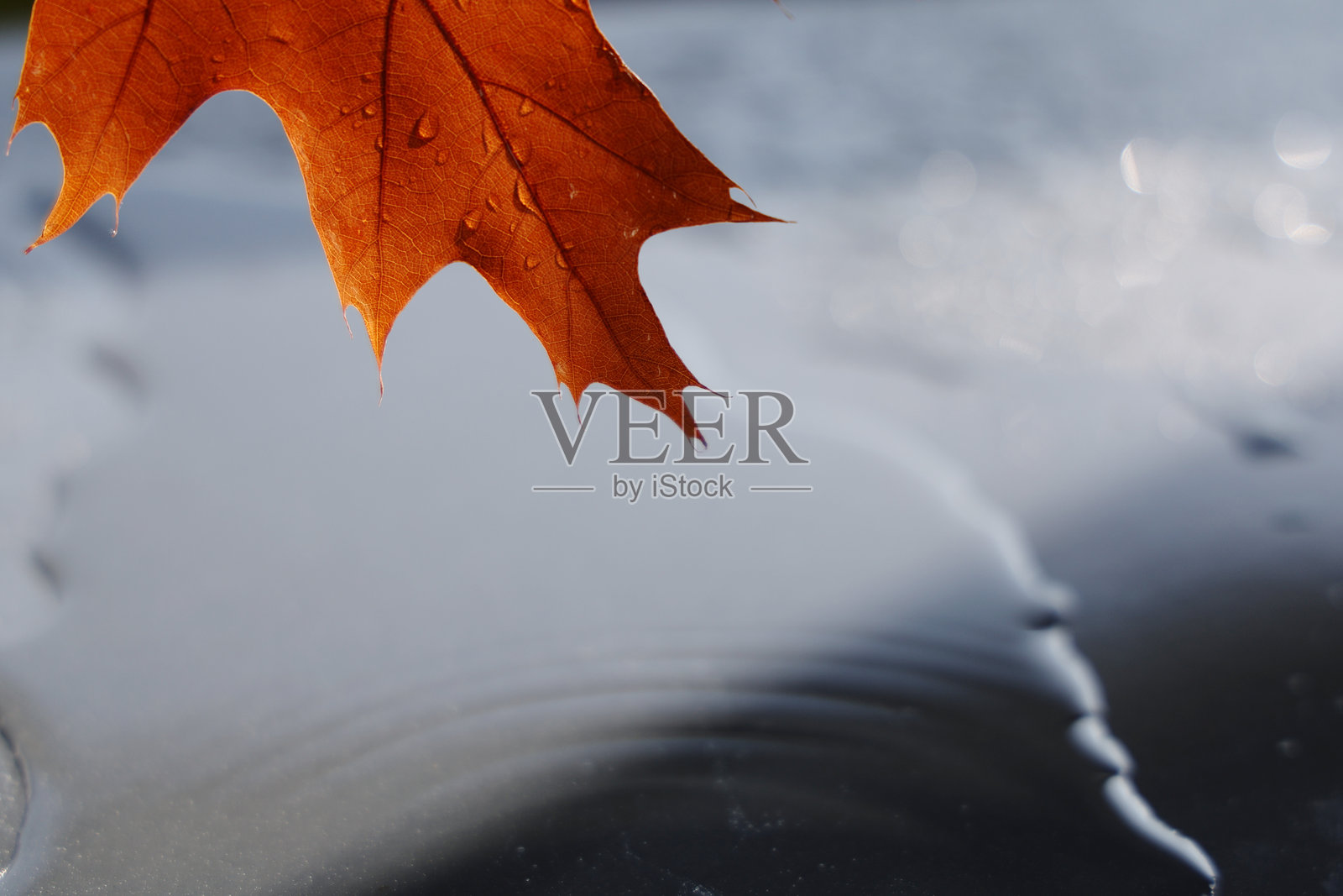 秋天的叶子照片摄影图片