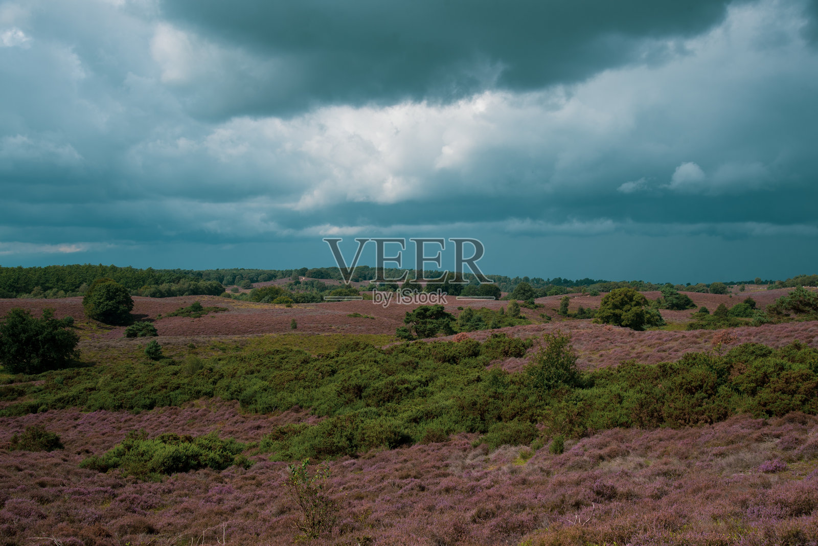 有石楠花田和树木的风景照片摄影图片