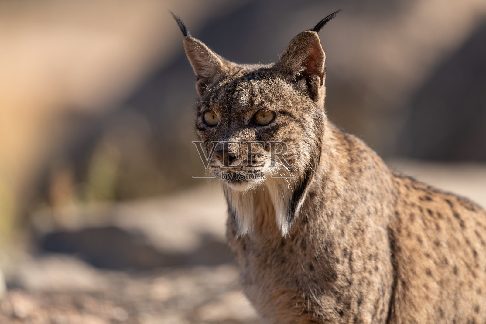 伊比利亚猞猁。安杜哈尔，西班牙（Lynx pardinus）照片摄影图片