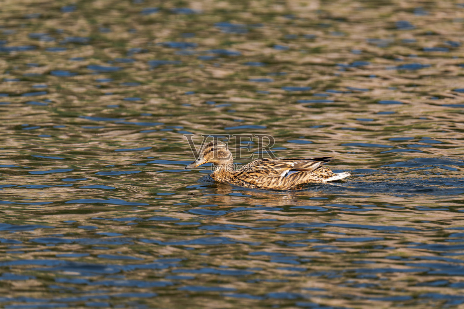 雌性绿头鸭（Anas platyrhynchos）在水中游泳照片摄影图片