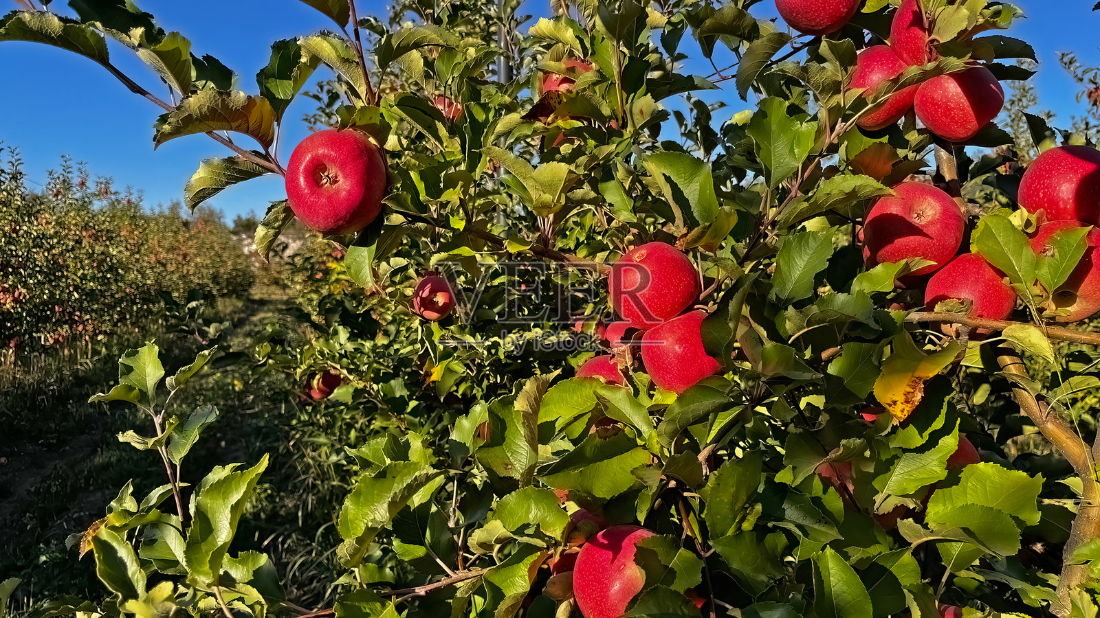 成熟、红艳、美味的苹果挂在苹果树的枝头。照片摄影图片