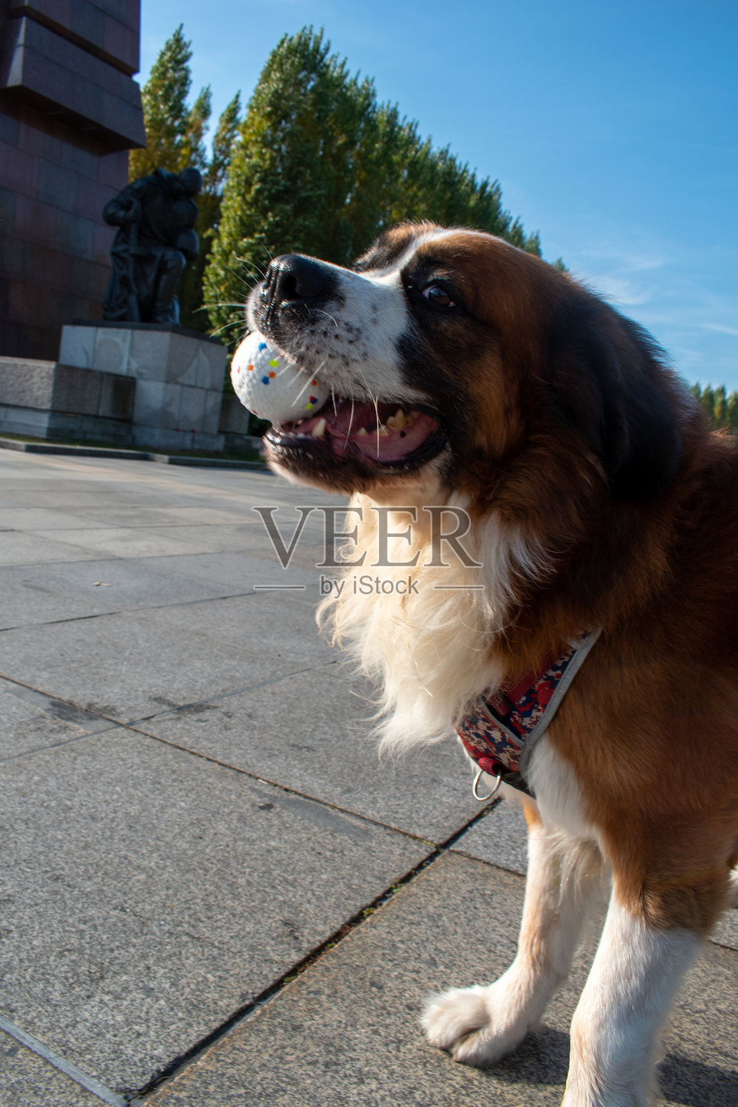圣伯纳犬在阳光明媚的户外玩球照片摄影图片