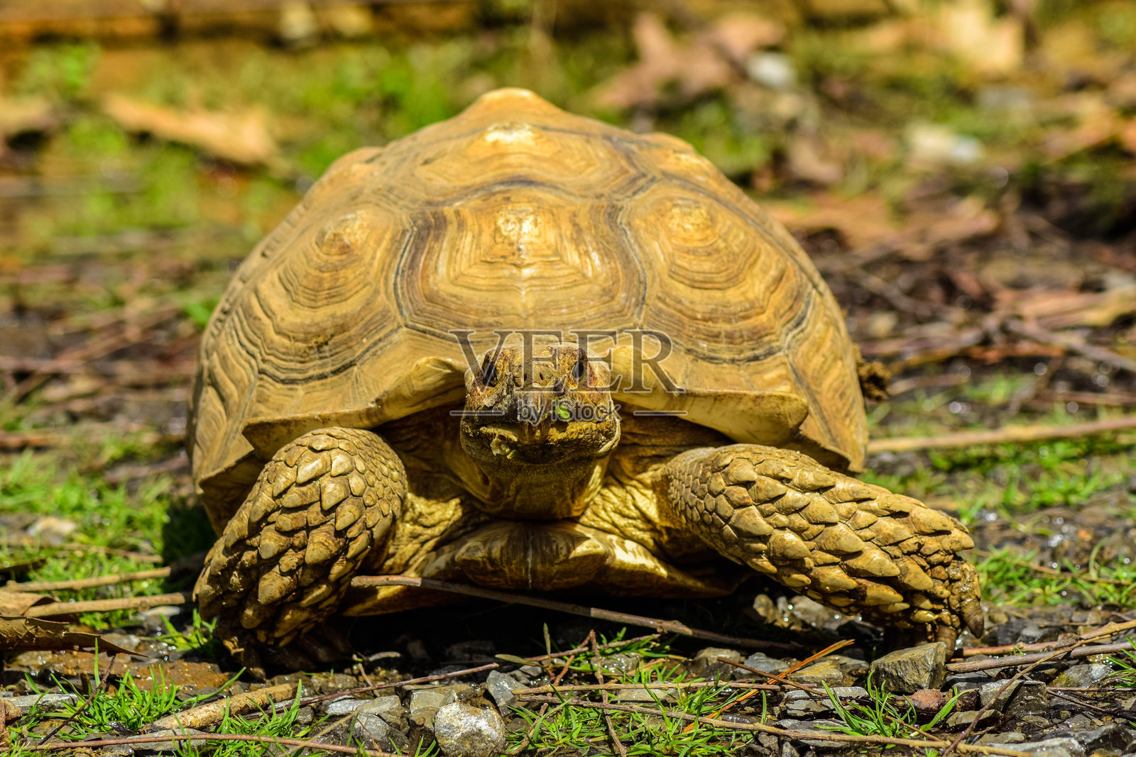 巨型海龟在阳光明媚的日子里吃生菜照片摄影图片