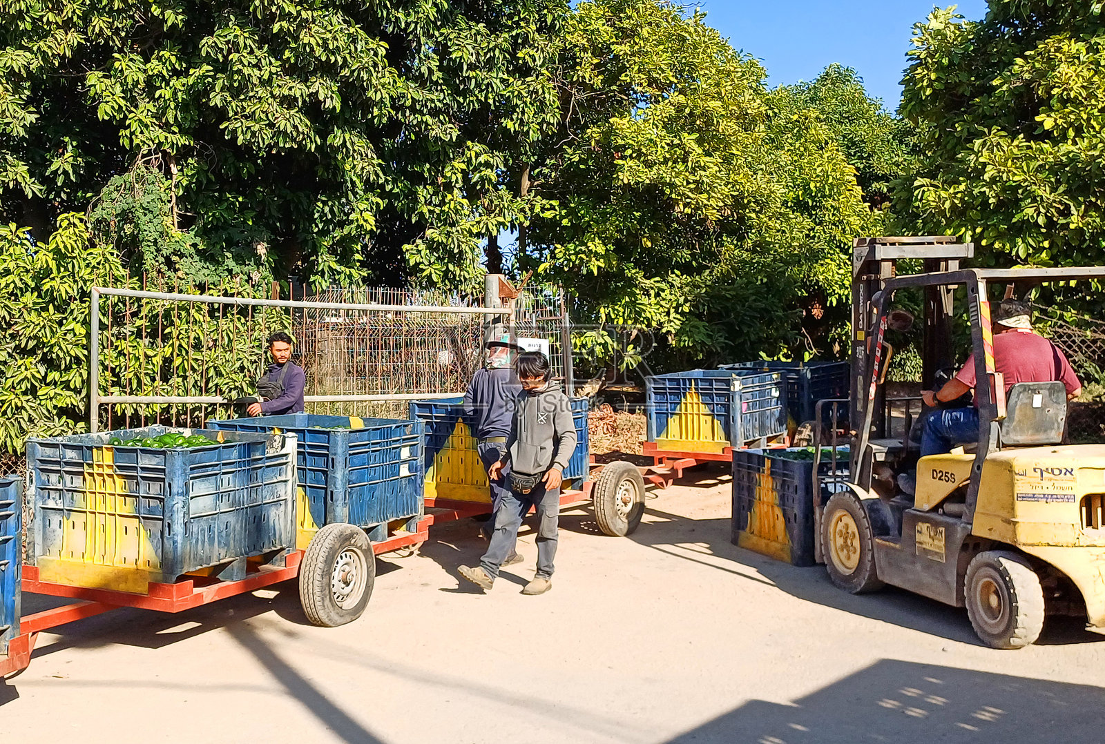 鳄梨采摘照片摄影图片