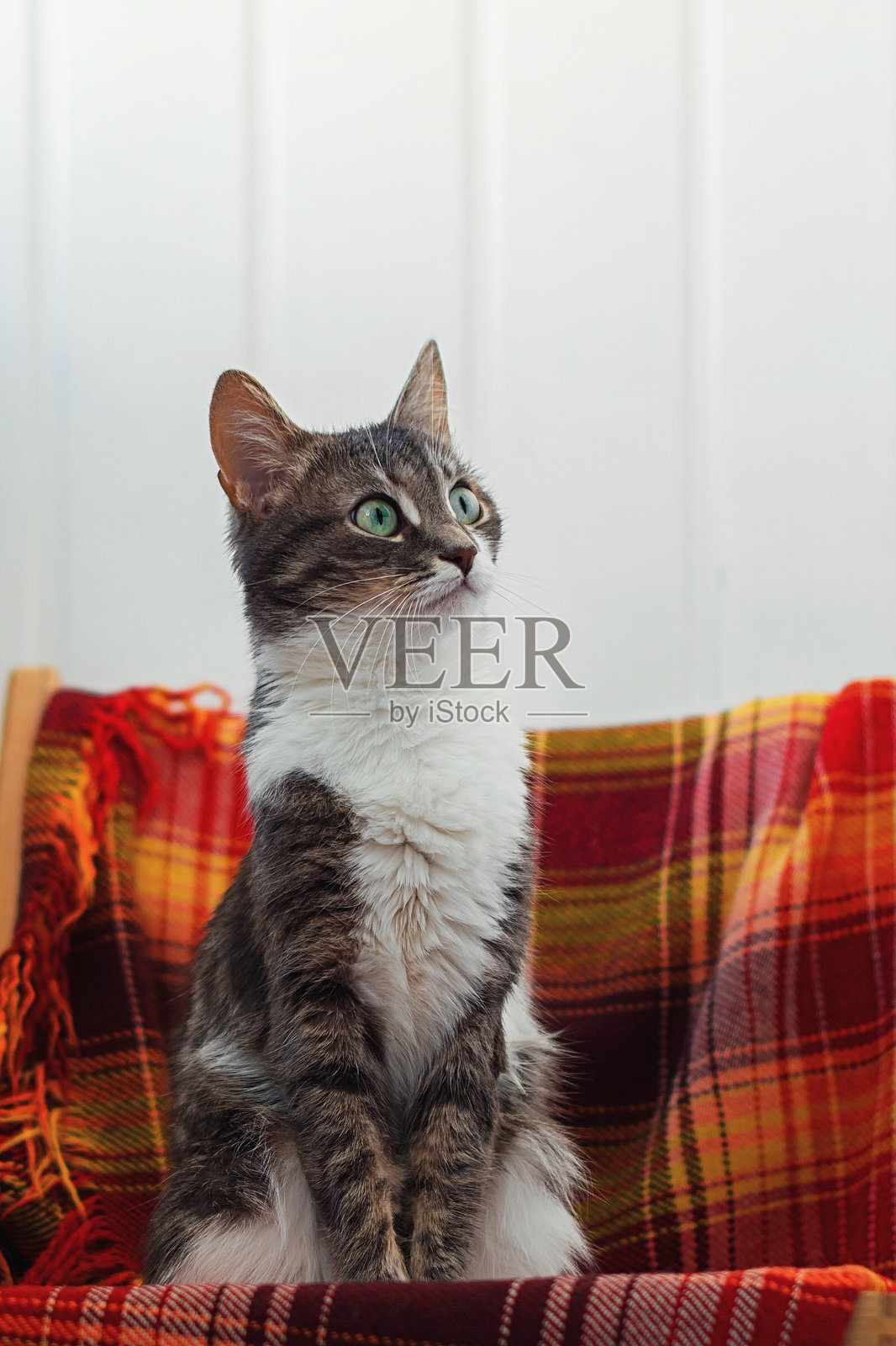 家中猫咪的特写镜头照片摄影图片