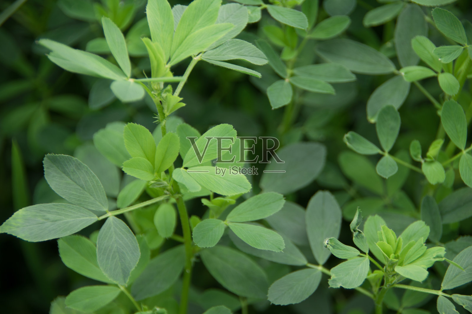 植物特写照片摄影图片