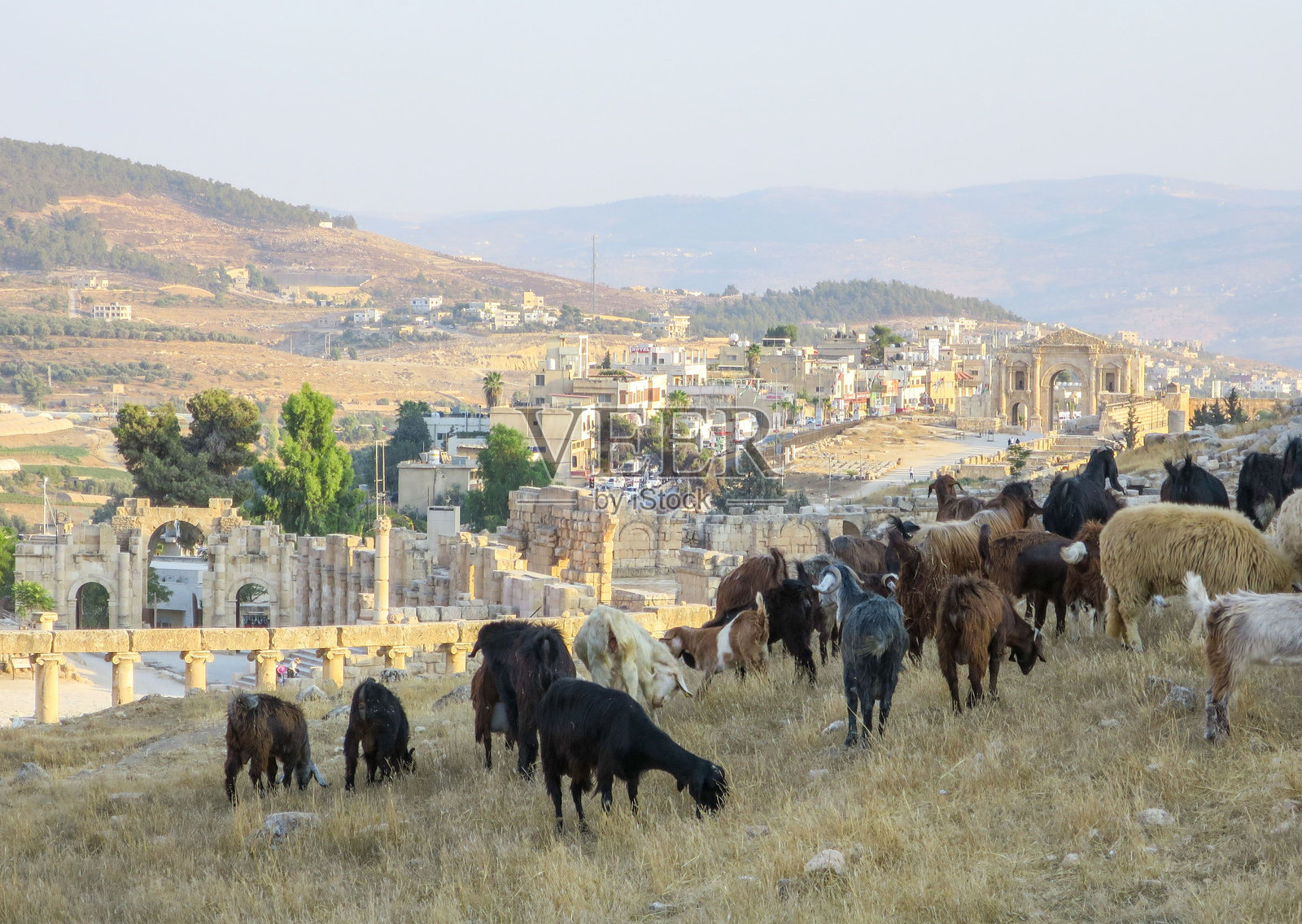 天空下的田野上的马匹照片摄影图片