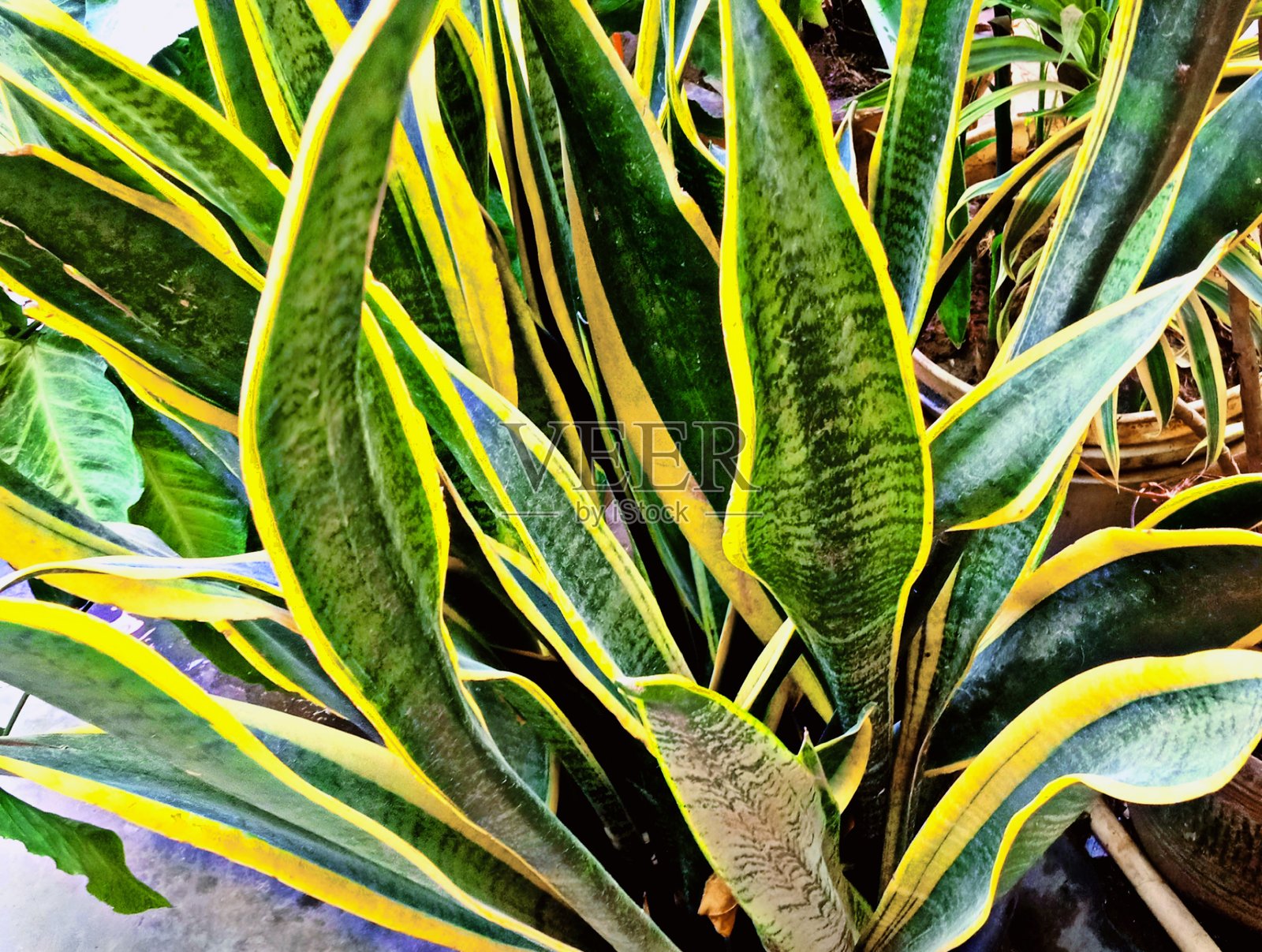 虎尾兰或蛇植物照片摄影图片