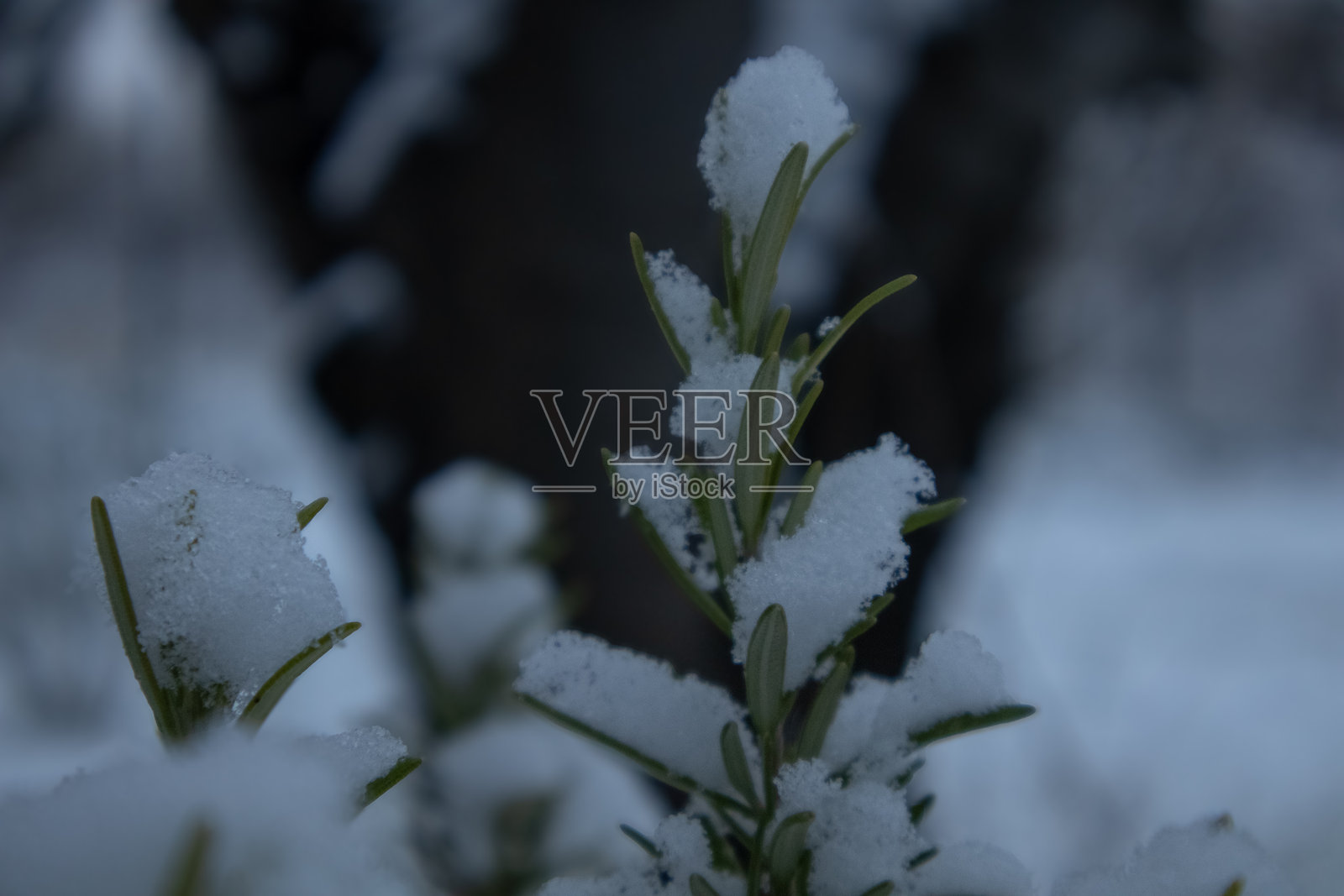 冰冷的迷迭香照片摄影图片