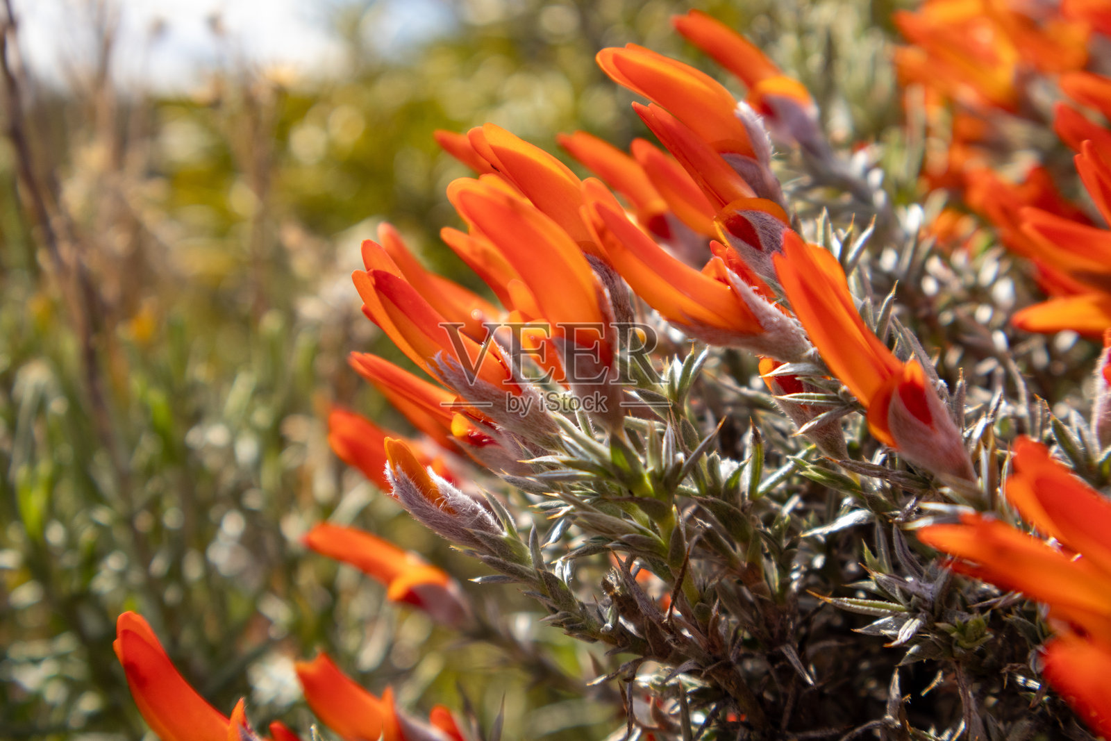 火焰灌木照片摄影图片