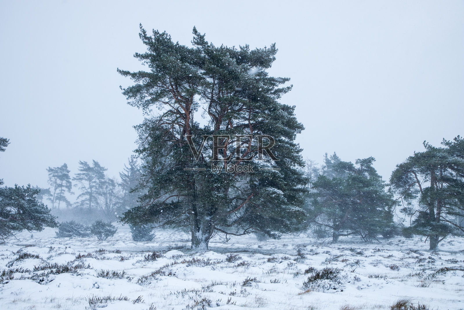 孤独的冬季树木。甜美的孤独。在丹麦，北欧的寒冷多云天，雪花纷飞。冬季暴风雪中的树木。照片摄影图片
