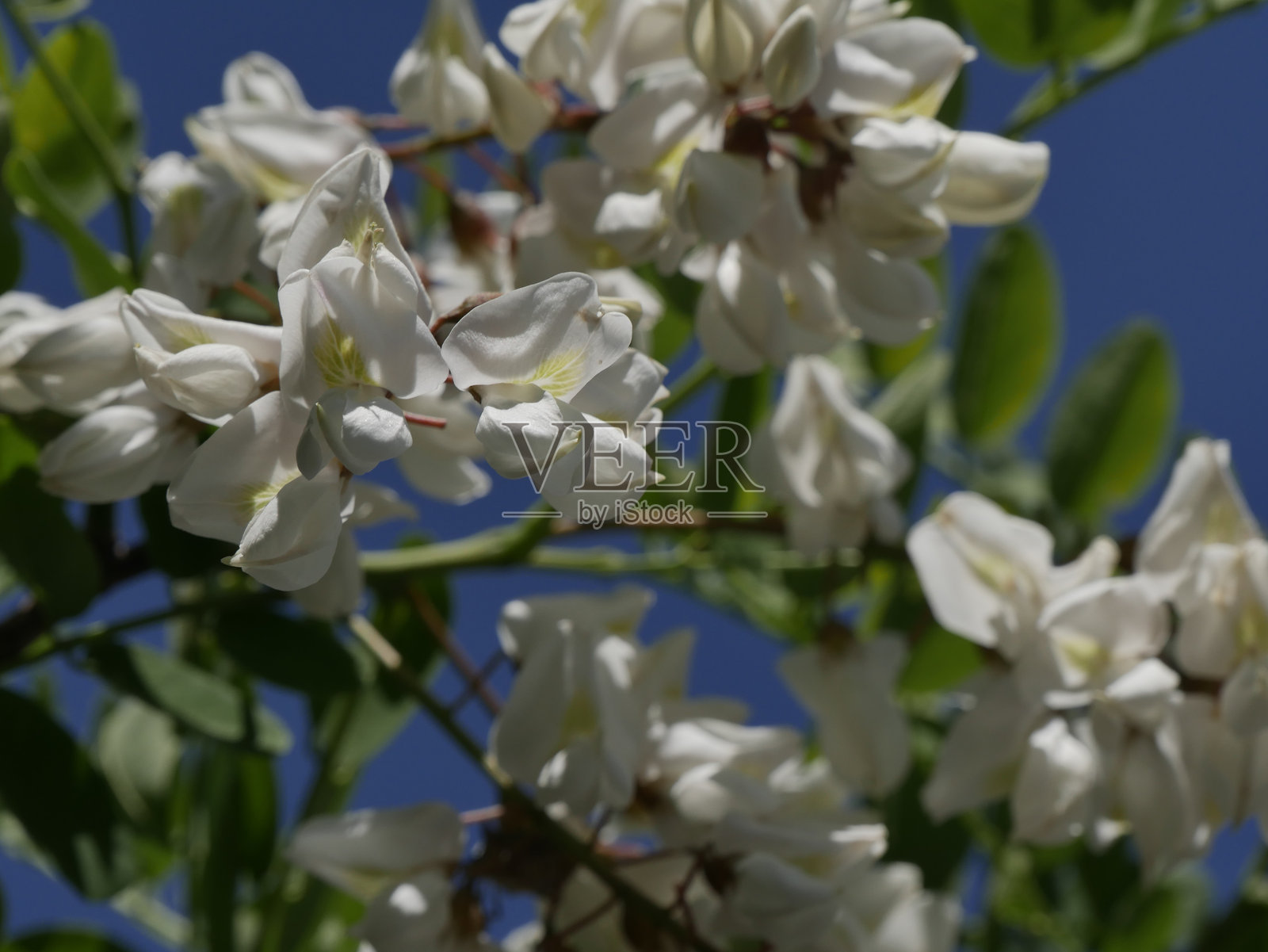 四月阳光明媚时，黑槐（Robinia pseudoacacia）的奶油白色花朵特写。照片摄影图片