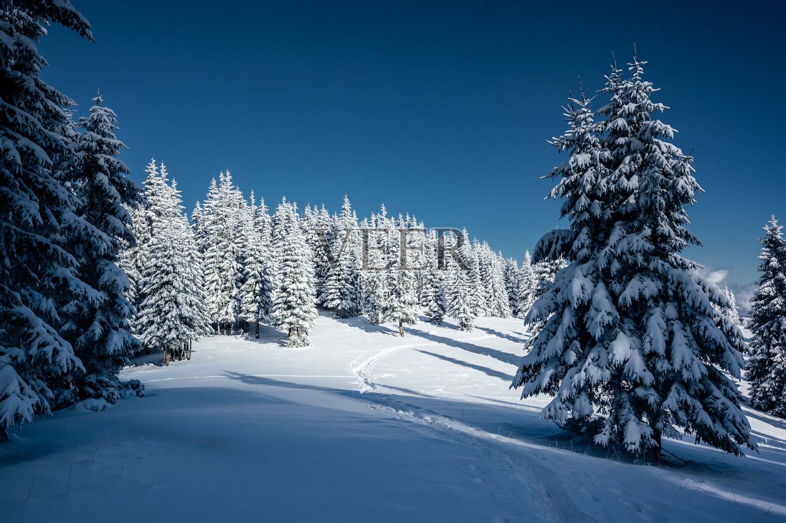 寒冷的日子里，神奇的白云杉。地点：乌克兰喀尔巴阡山，欧洲。照片摄影图片