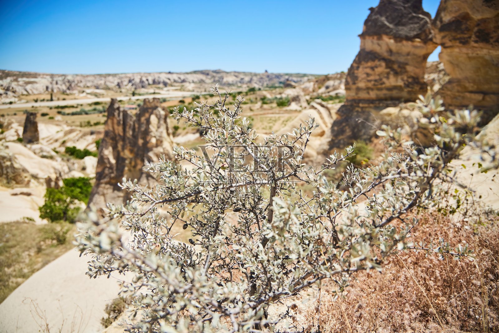 卡帕多奇亚山区的植物。由凝灰岩构成的半沙漠和山脉。土耳其中部安纳托利亚地区的植物群。照片摄影图片
