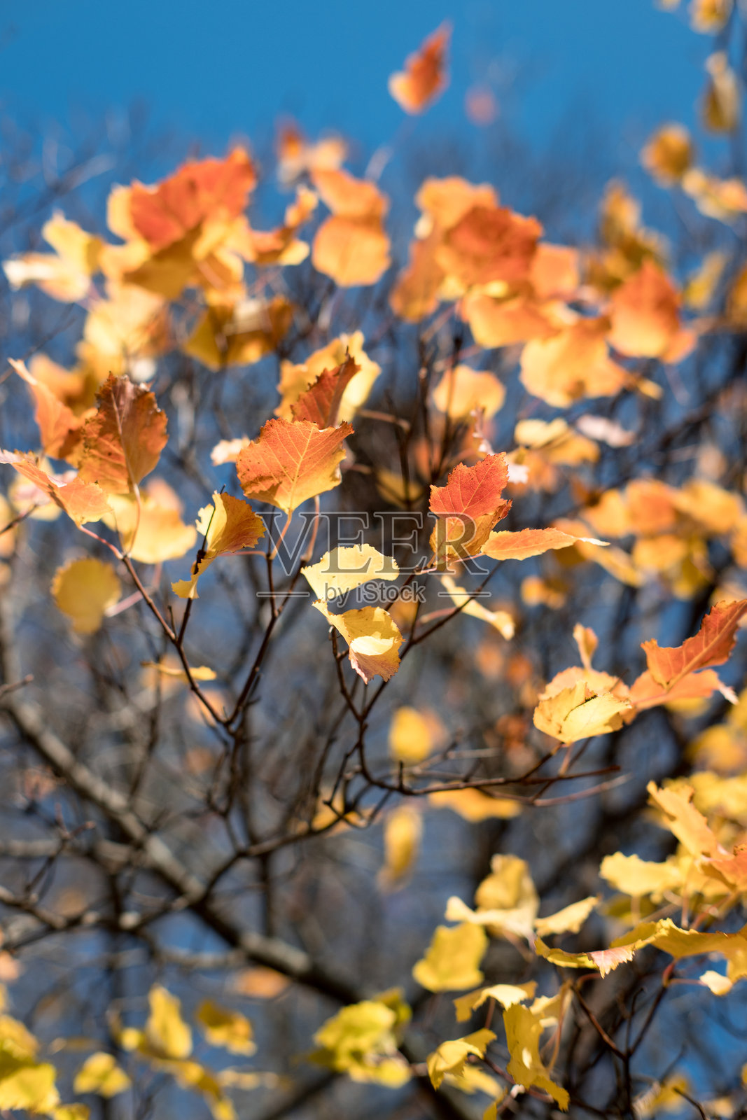 树上的秋叶呈现出美丽的色彩。照片摄影图片