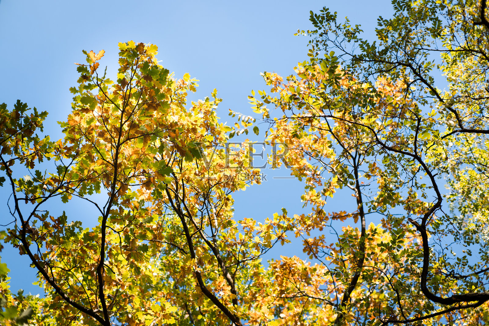 树上的秋叶呈现出美丽的色彩。照片摄影图片
