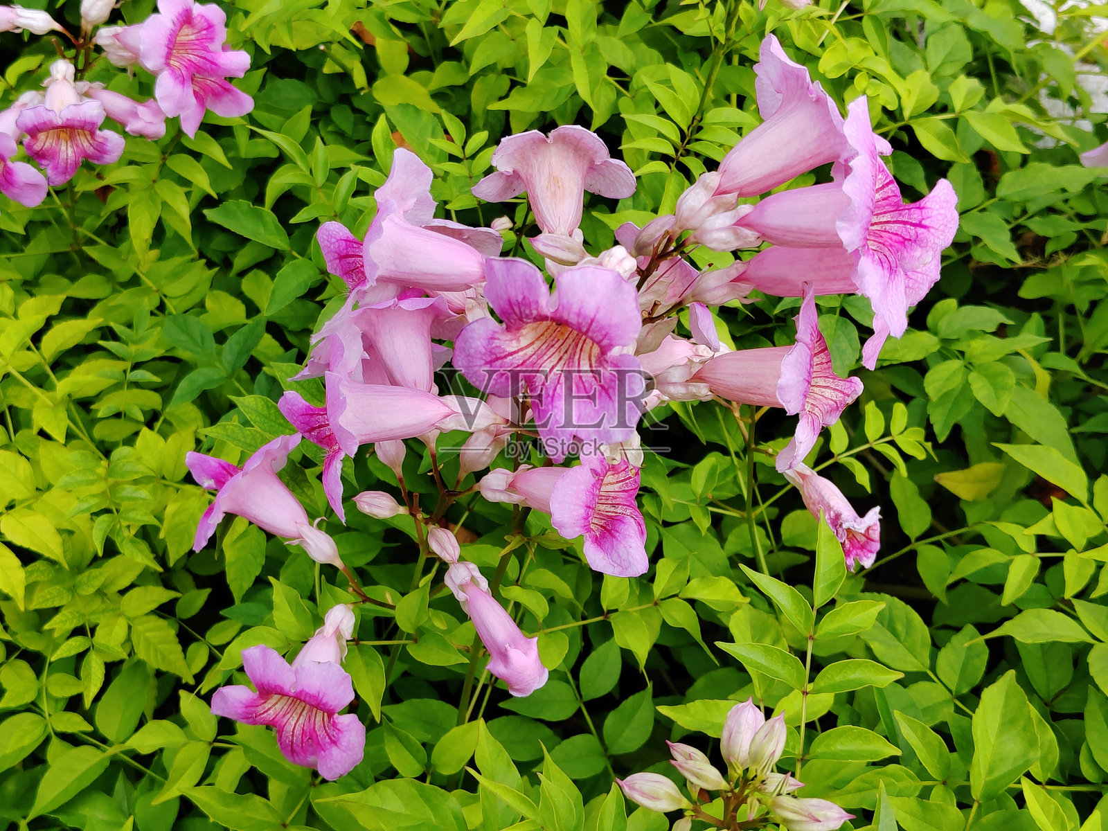 Podranea ricasoliana照片摄影图片