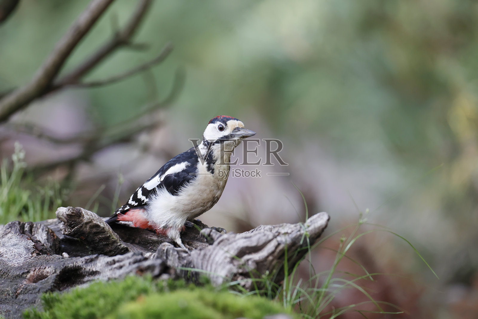 大斑啄木鸟（Dendrocopos major）幼鸟照片摄影图片