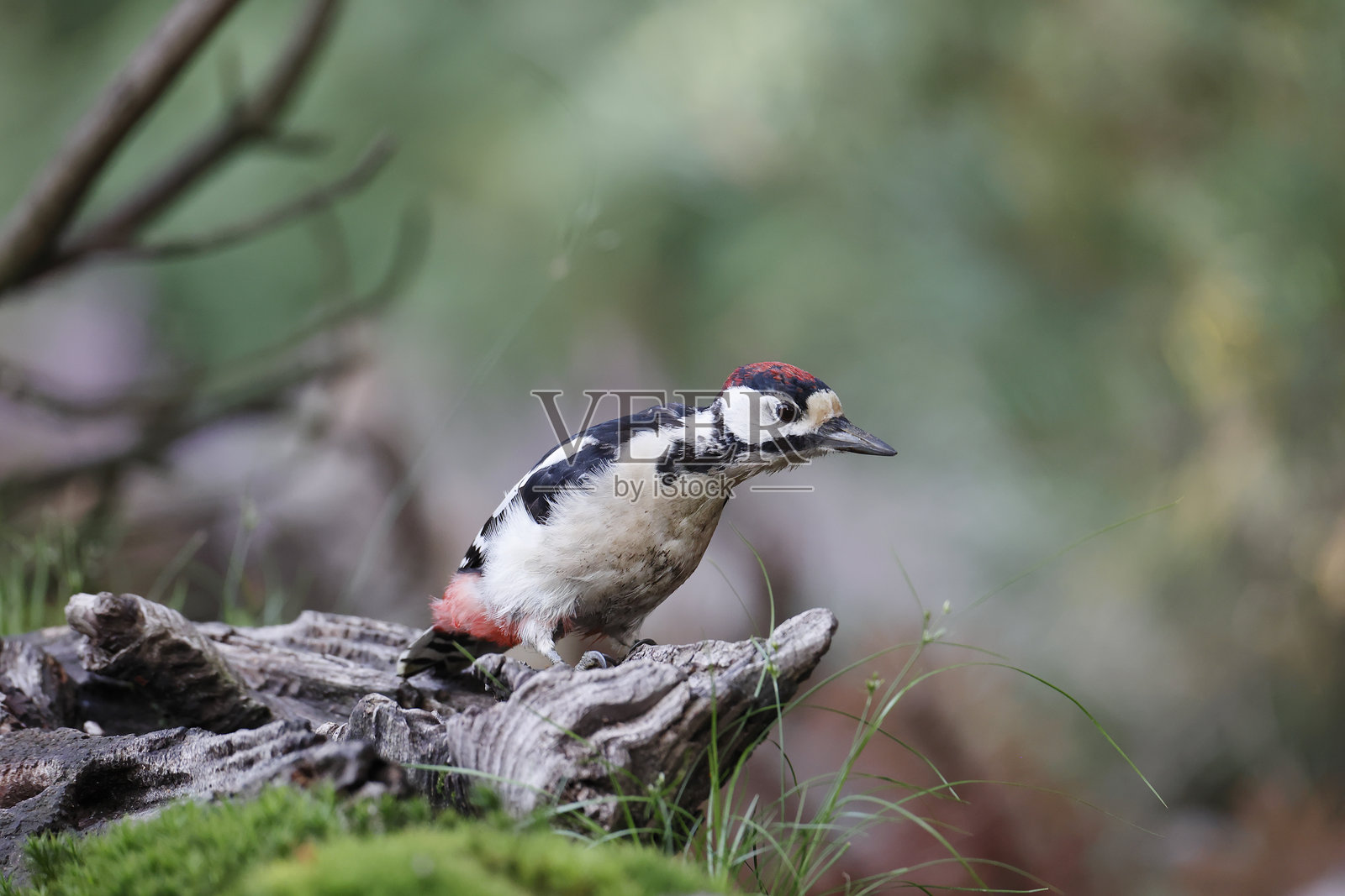 大斑啄木鸟（Dendrocopos major）幼鸟照片摄影图片