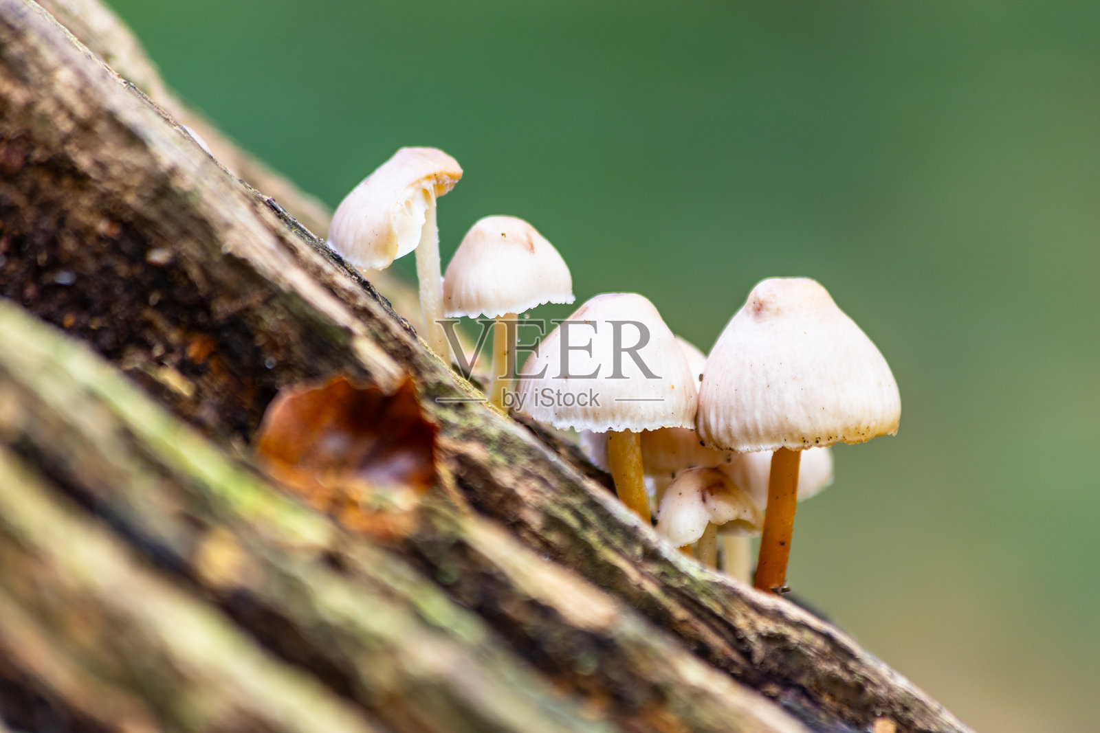 小蘑菇照片摄影图片