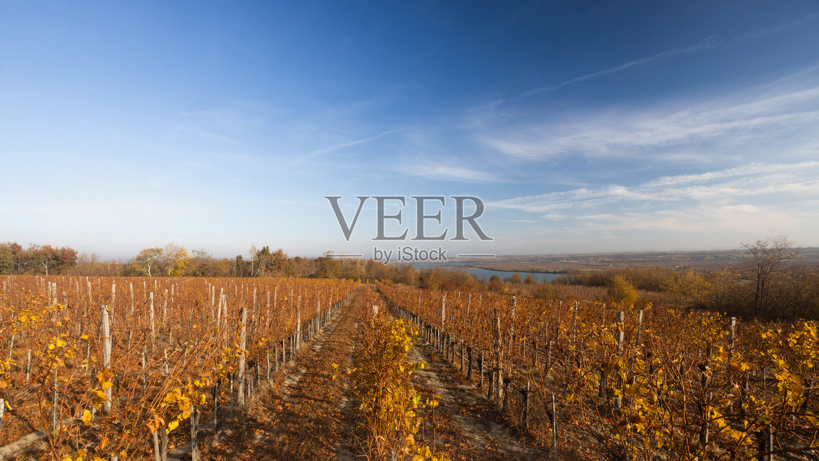 秋季葡萄园风景照片摄影图片