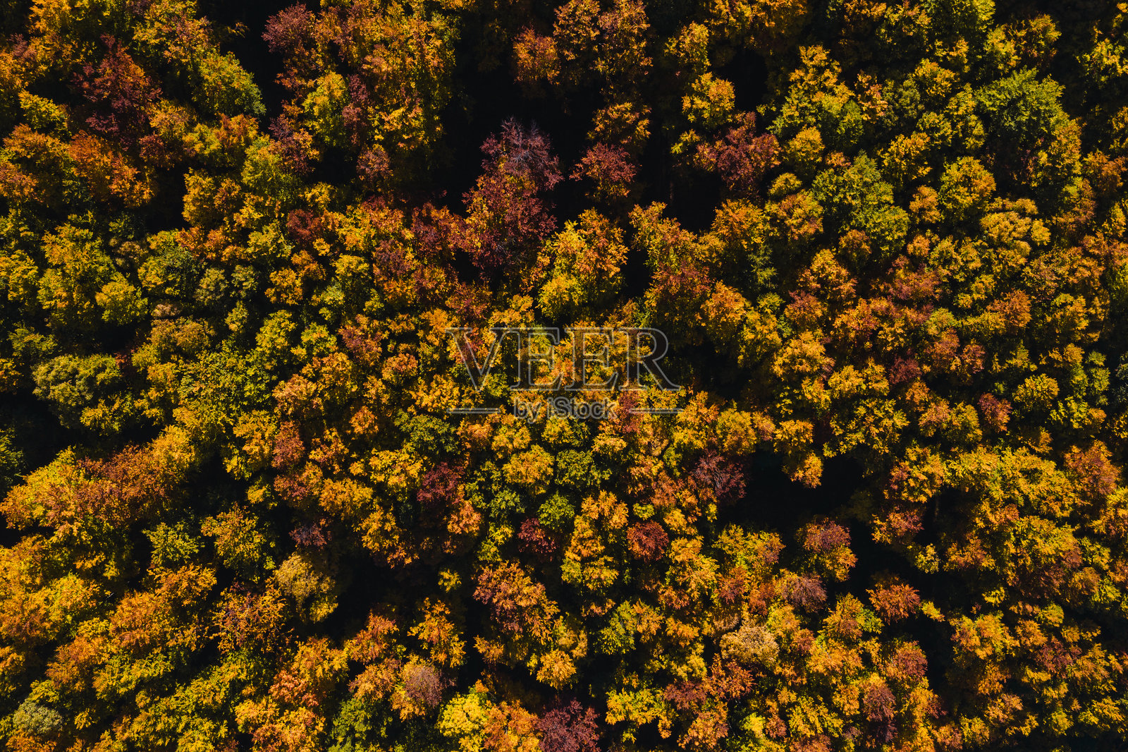 秋季浓密森林的鸟瞰图，色彩斑斓的树叶照片摄影图片