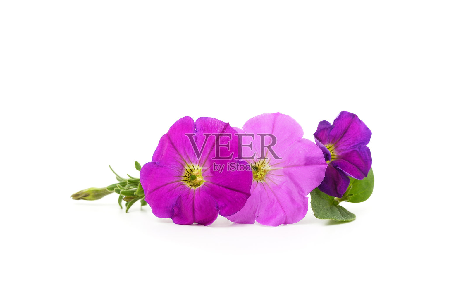 紫色矮牵牛花的花束。照片摄影图片