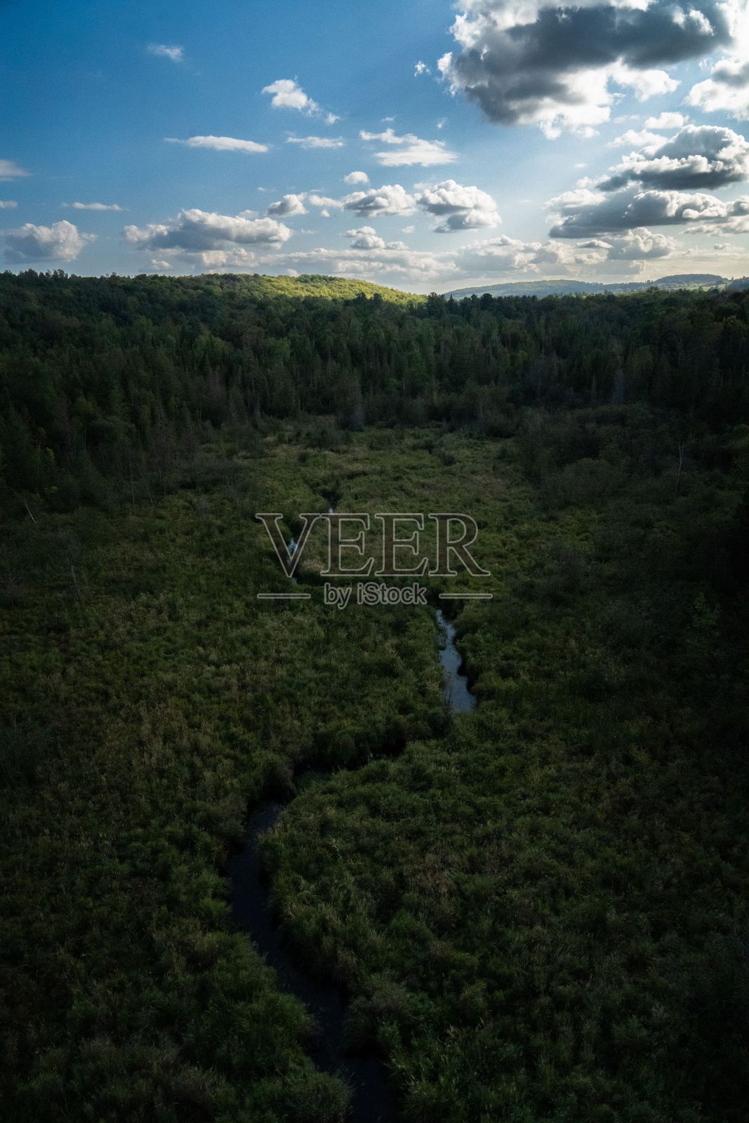 郁郁葱葱的森林景观与蜿蜒的小溪。照片摄影图片
