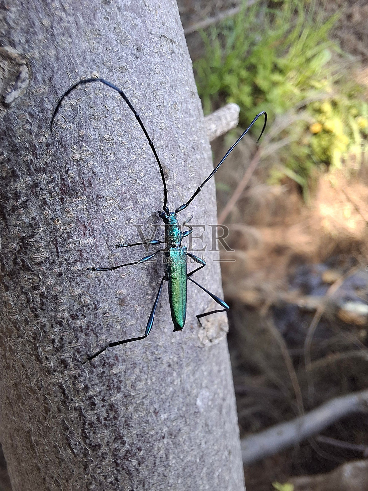 树干上的鲜艳绿色甲虫照片摄影图片