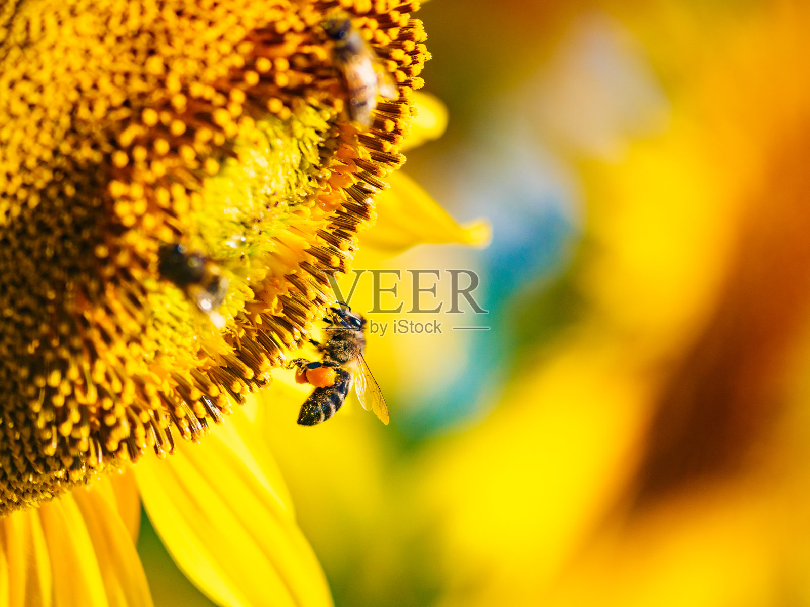 蜜蜂在黄色花朵上采集花粉，特写镜头。照片摄影图片
