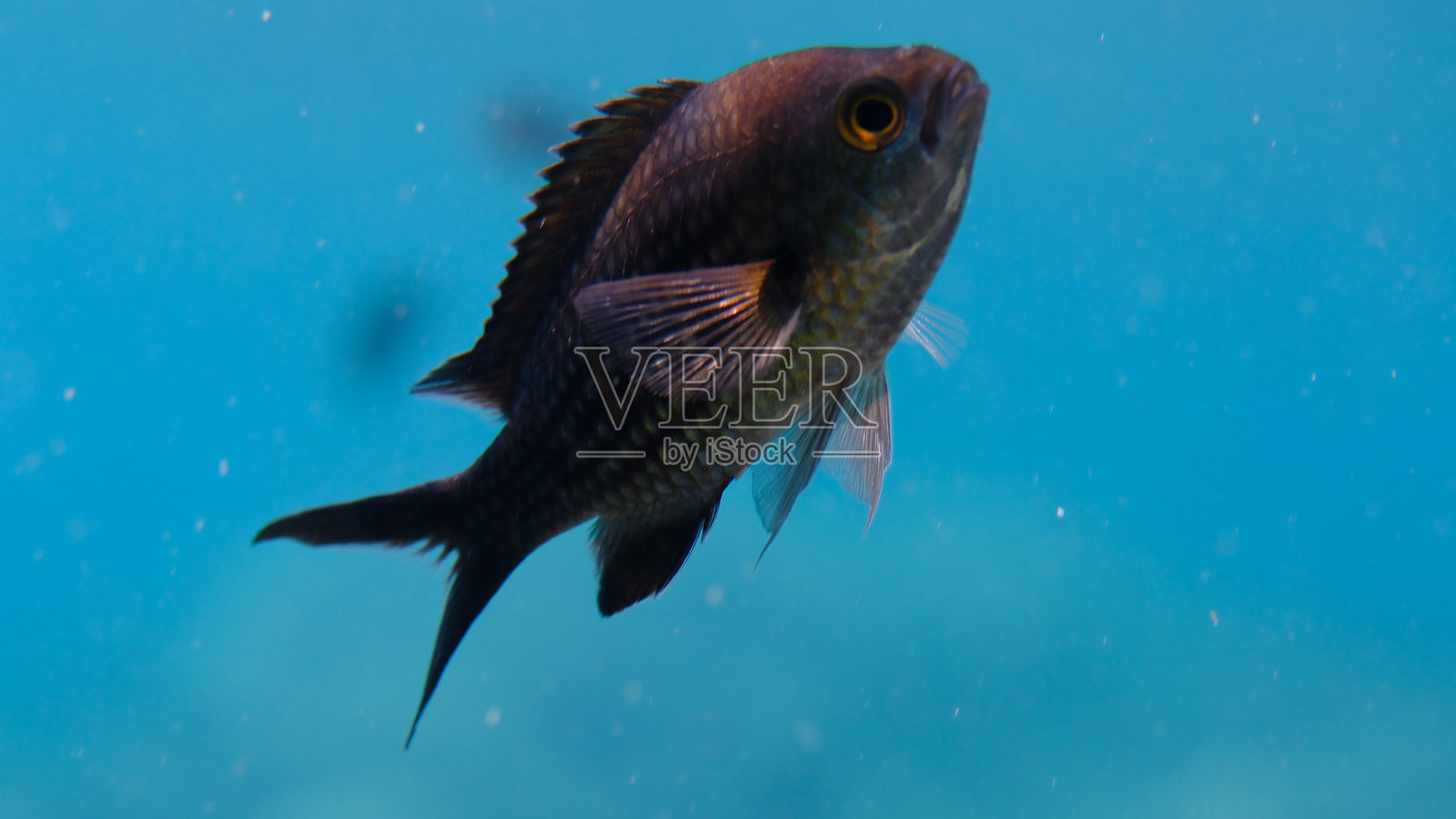 淡水鱼或地中海蓝鱼（Chromis chromis）柔焦水下景象照片摄影图片