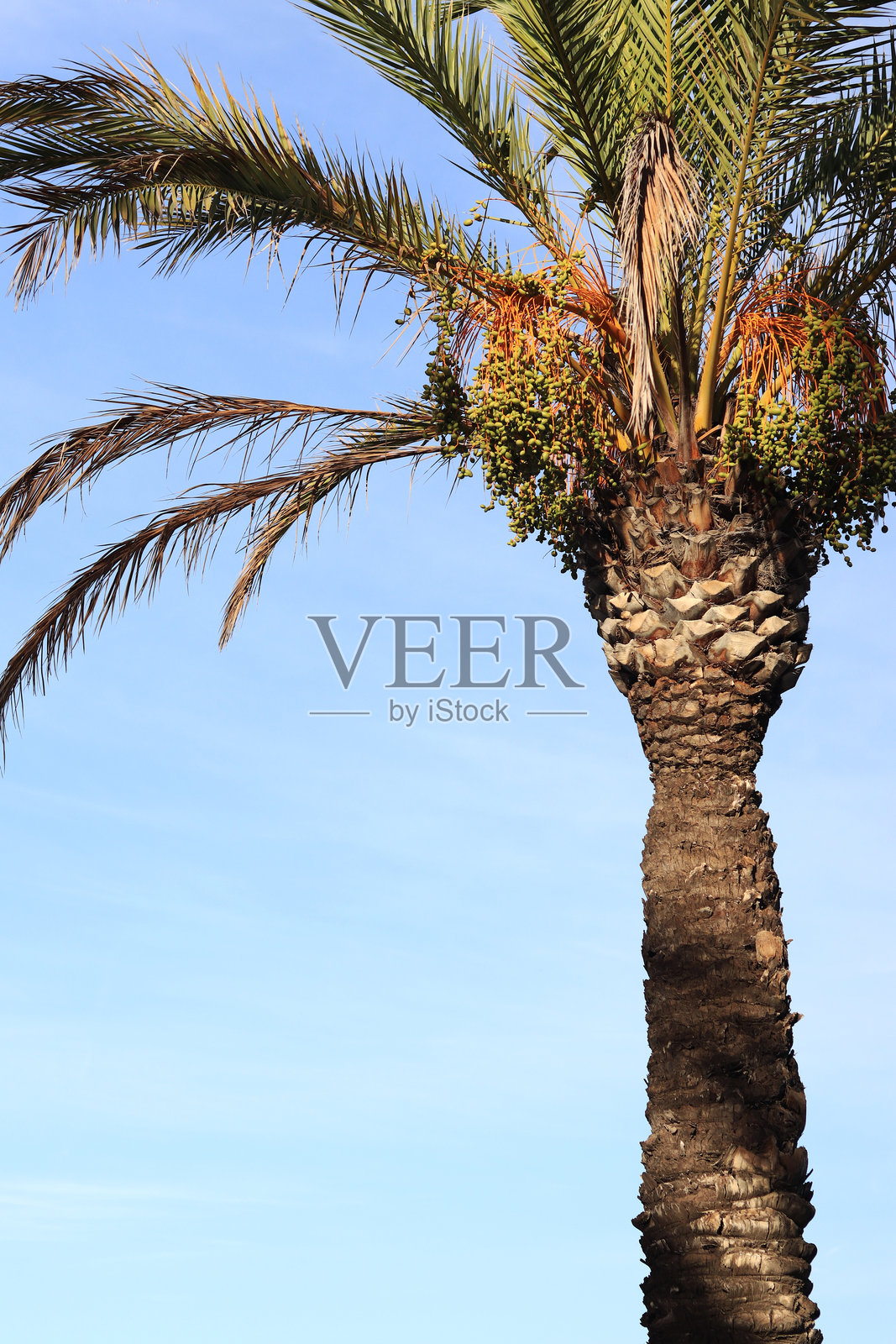 金黄日期的棕榈树与天空相映成趣照片摄影图片