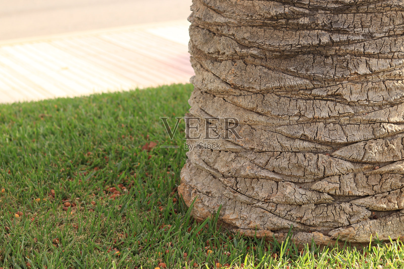 从地面视角看棕榈树，草地照片摄影图片