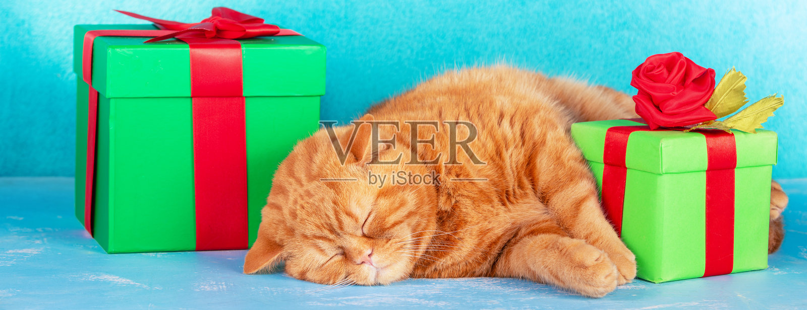 一只可爱的红色小猫躺在两个系着红色丝带的礼品盒旁边。横幅照片摄影图片