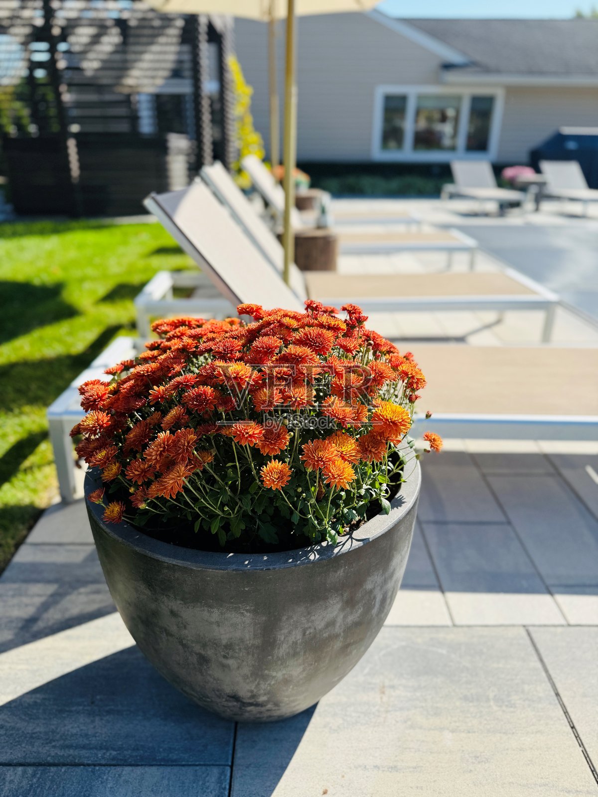 现代混凝土花盆衬托出色彩斑斓、充满活力的秋季长岛种植的菊花，营造出令人惊叹的家居后院设计风格。照片摄影图片