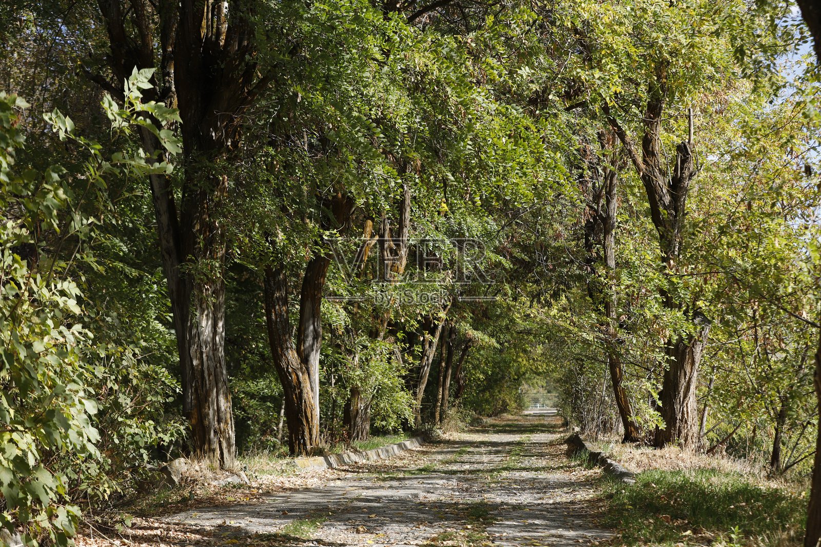 秋天的自然照片摄影图片