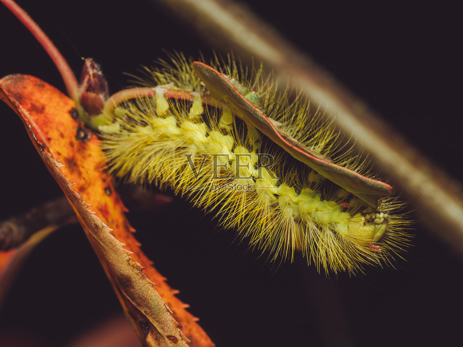 淡色毛虫蛾的幼虫在进食照片摄影图片
