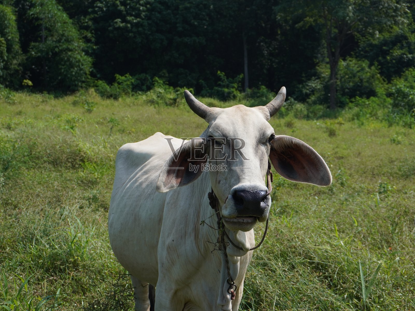 乡村草原上的泰国本地牛。牛自然地吃草。照片摄影图片